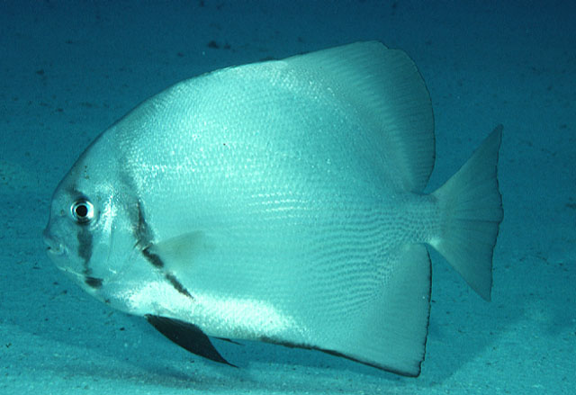 MitoFish