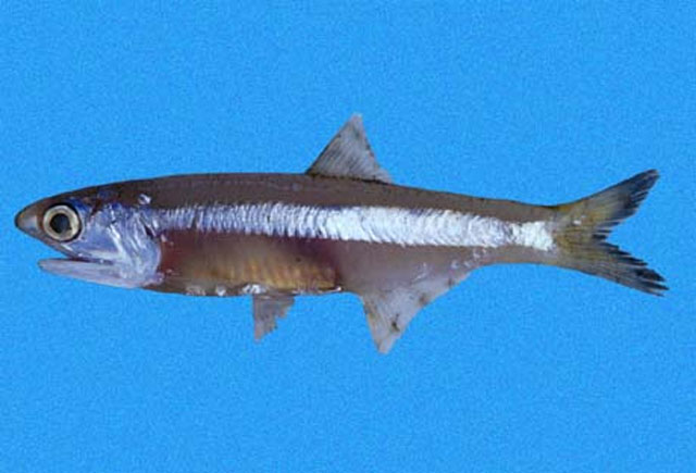 MitoFish