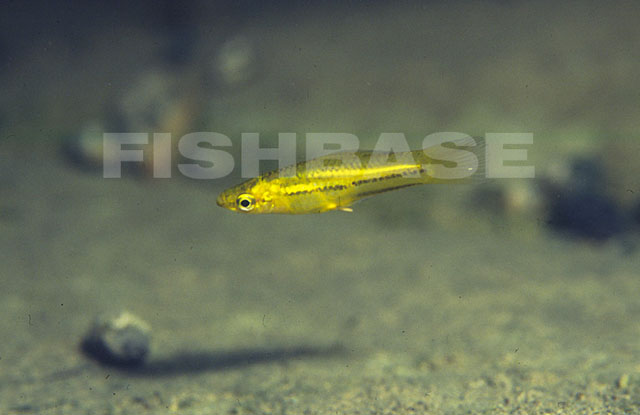 MitoFish