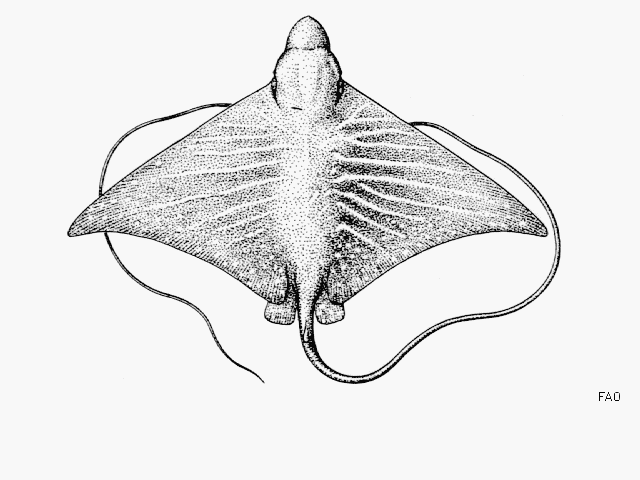 MitoFish
