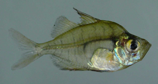 MitoFish