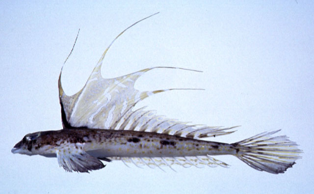 MitoFish