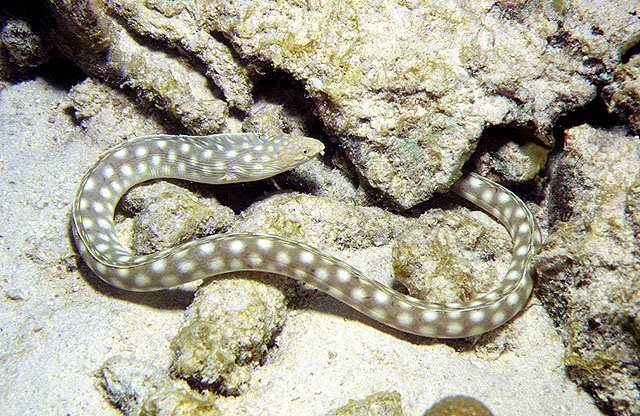MitoFish