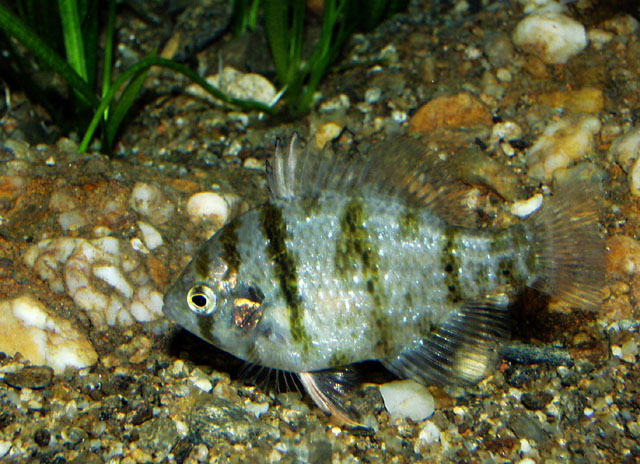 MitoFish