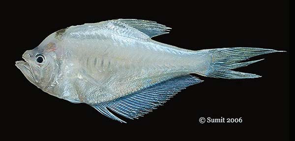 MitoFish