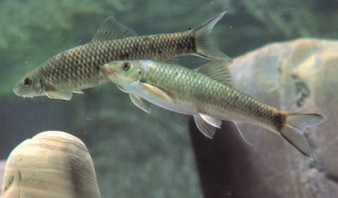 MitoFish