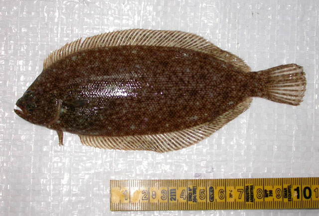 MitoFish
