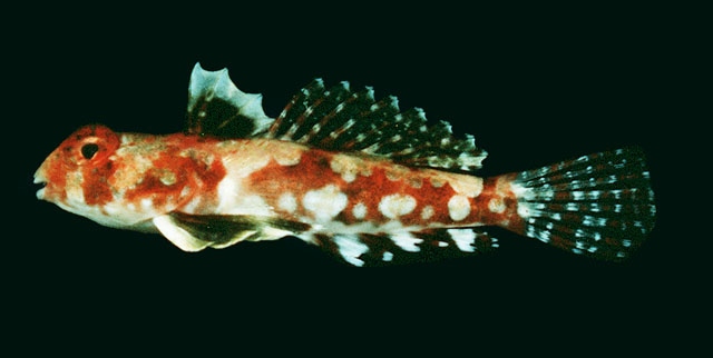 MitoFish