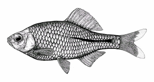 MitoFish