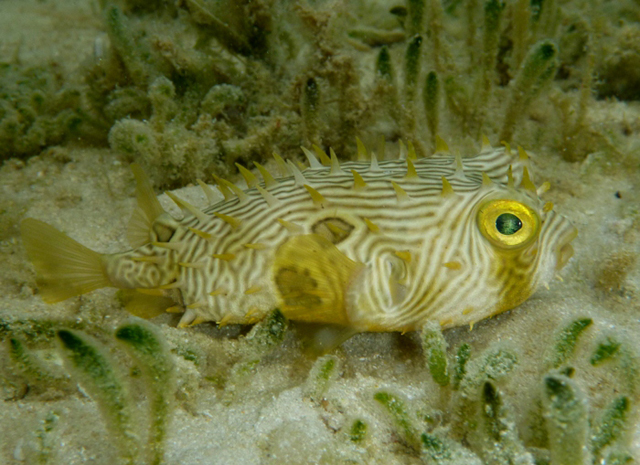 MitoFish