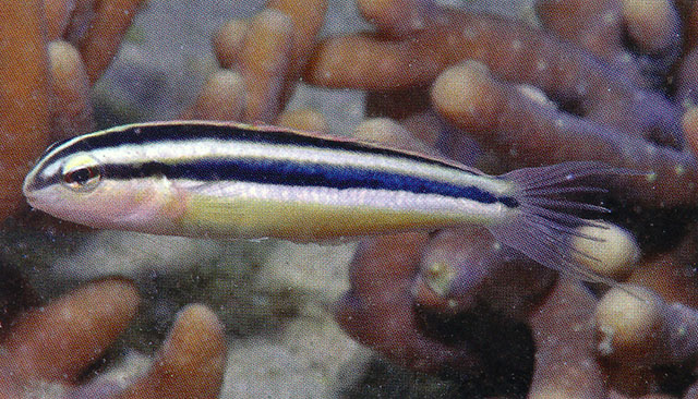 MitoFish