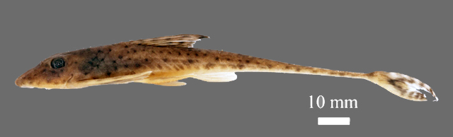 MitoFish