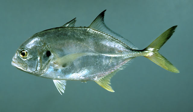 MitoFish