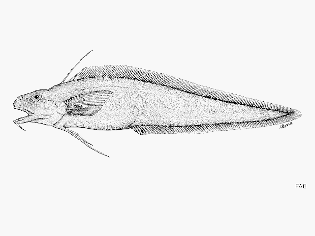 MitoFish