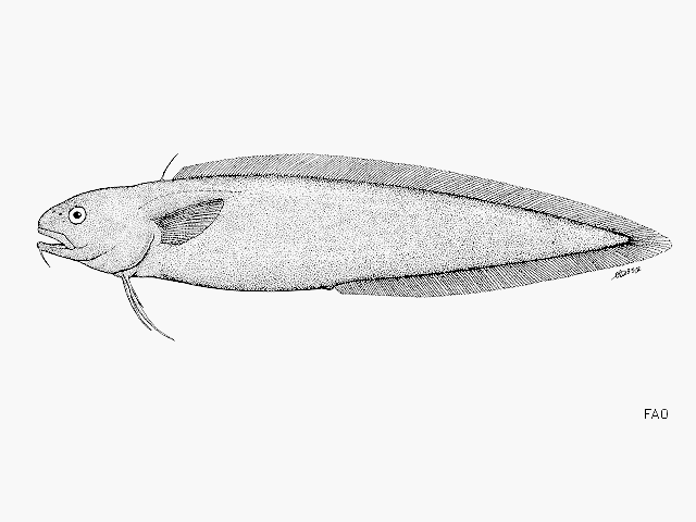 MitoFish