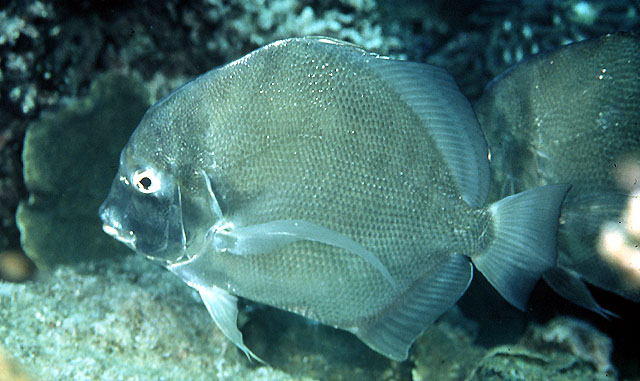 MitoFish