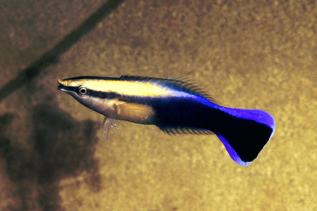 MitoFish