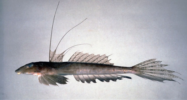 MitoFish