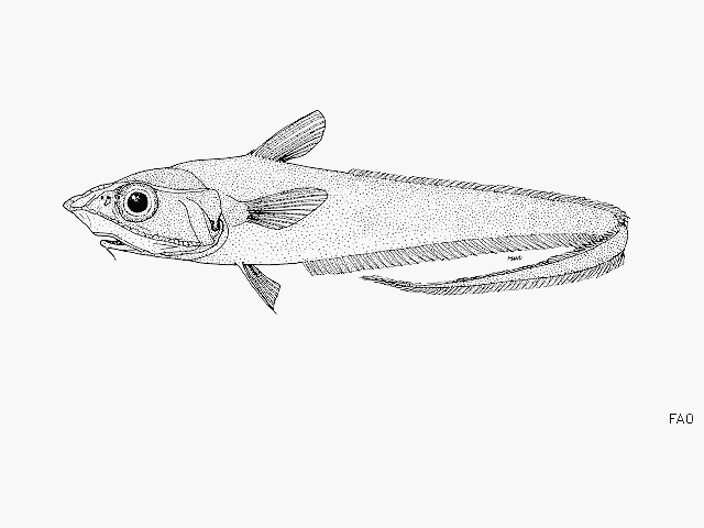MitoFish